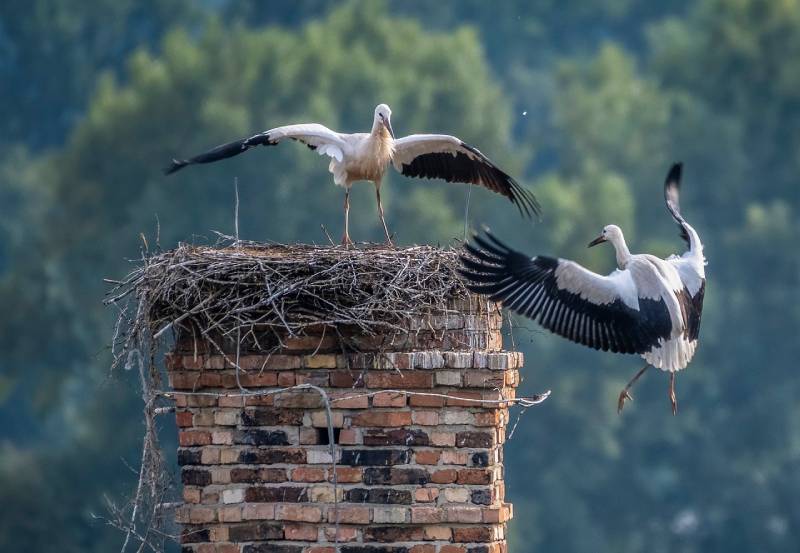 Expert Chimney Animal Removal in Hanover Park, IL Professional Chimney Animal Removal Services in Hanover Park, Illinois