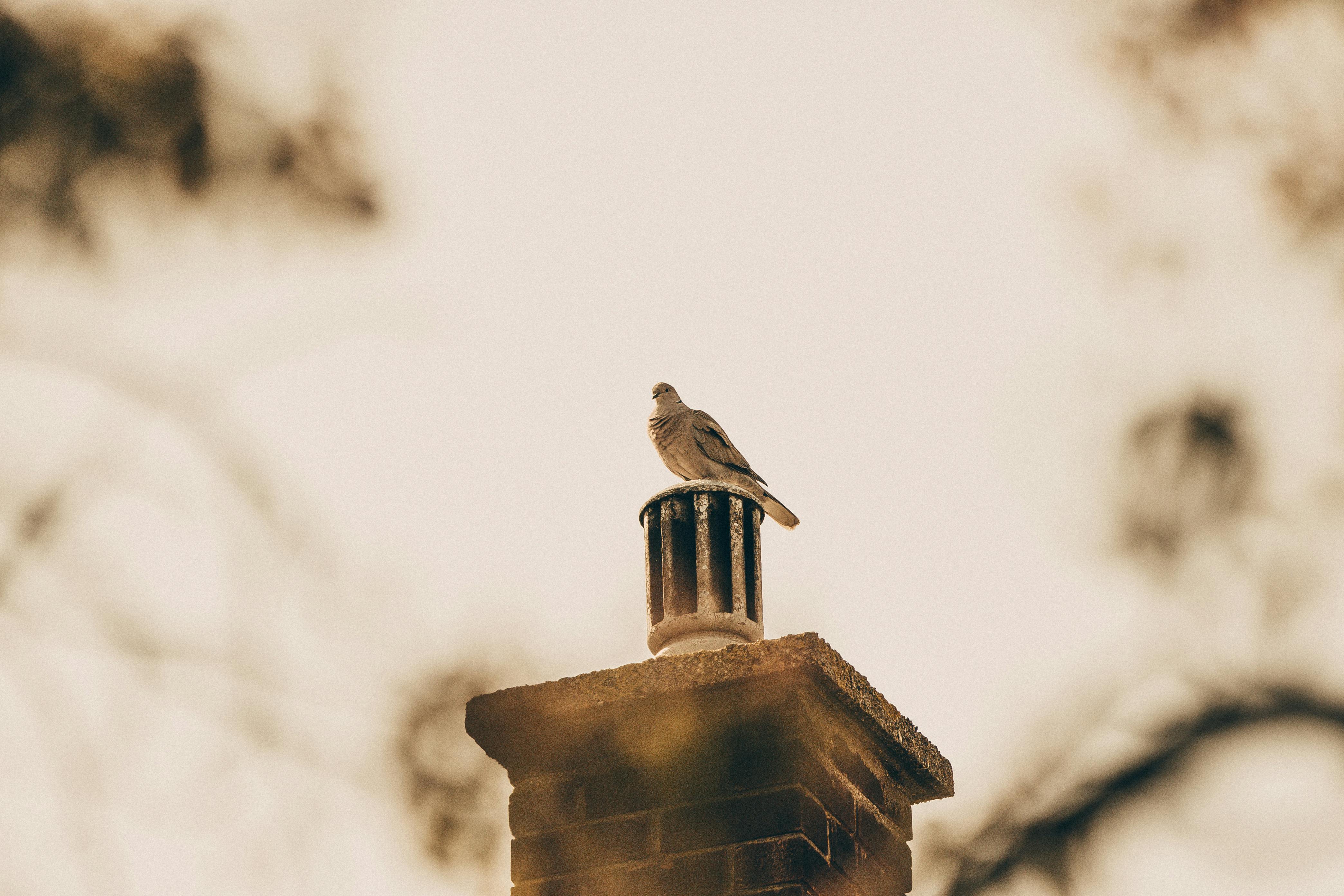 Professional Chimney Cap Installation Services in Hanover Park, IL Expert Chimney Cap Installation in Hanover Park, Illinois
